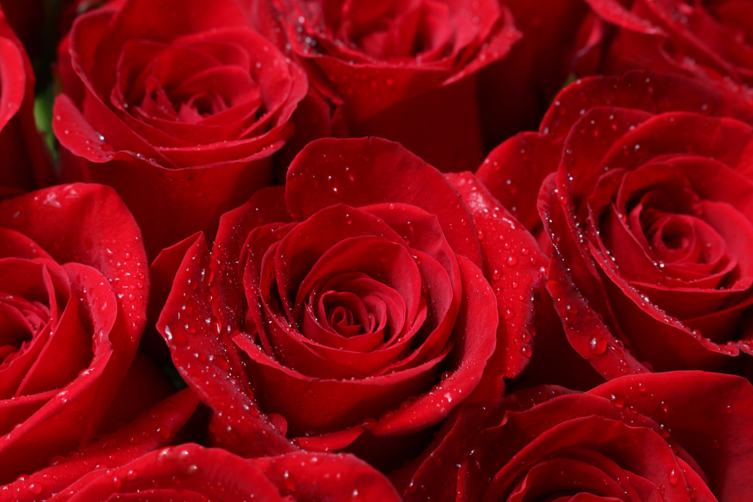 Close,Up,Of,Red,Roses,And,Water,Drops.